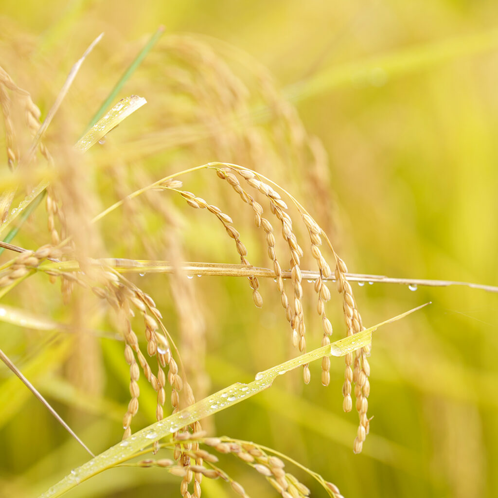 やまとむすびジェル